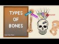 Bone Types and Functions Assessment