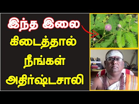 இந்த இலை கிடைத்தால் நீங்கள் அதிர்ஷ்டசாலி | விருட்சங்கள் பலன்கள்