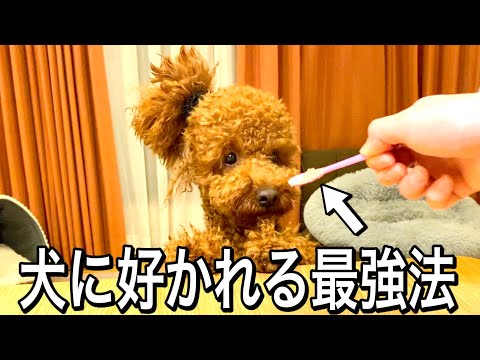 犬に好かれる最強の方法。【ココグルメ】