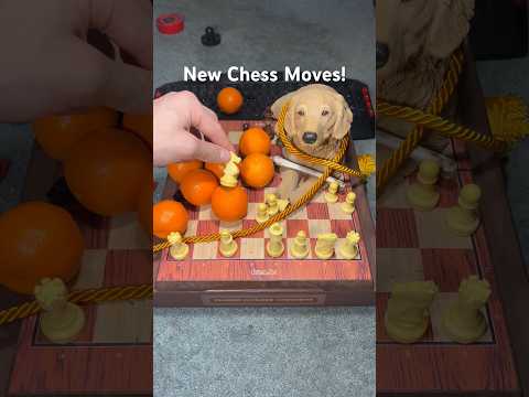 Chess But I Forgot the Rules! #shorts #viral #chess #memes