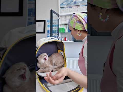 Annesini parçalayan kedi😱😳