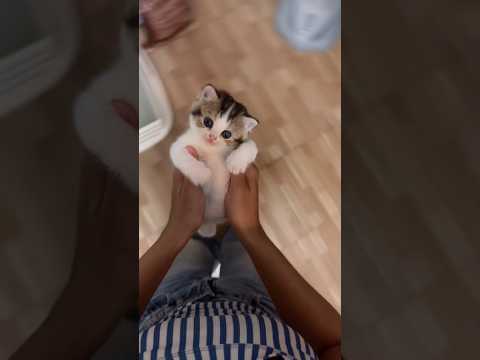 Kucing imut lucu #kucing #kucingimut #shorts #lucu #fyp