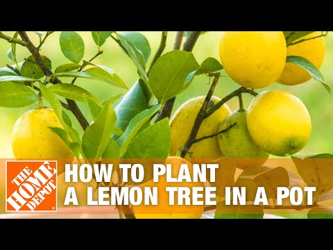 How to Grow a Lemon Tree in a Pot