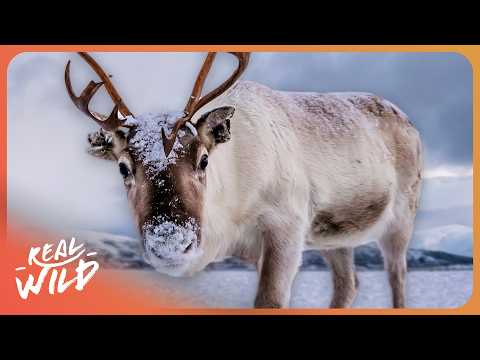 Christmas In The Wild: Survival In Nature’s Winter Wonderland | Wildlife Documentary