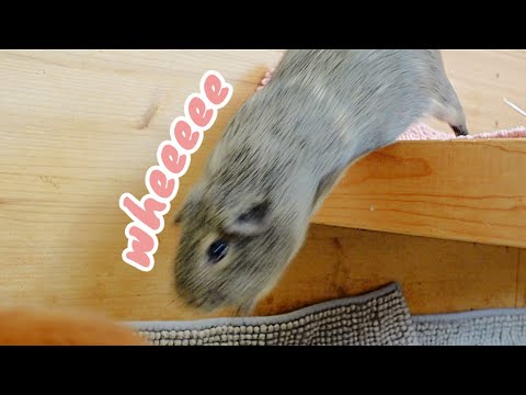 Just a Regular Morning with the Guinea Pigs