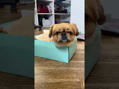 Мама Заставляет Сниматься В Видео Собачку #короткиевидео