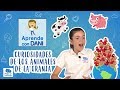 Animal Intelligence and Communication