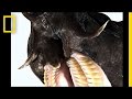 Hagfish and Their Defense Mechanisms