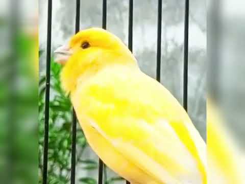تغريد كناري أصفر روعة Maravilloso canario amarillo Чудесный твит желтой канарейки Harika sarı kanar