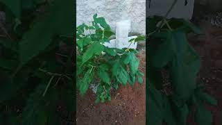 Pé de Manga Tommy enxertada já produzindo - VEJAM POR QUE PLANTAR MUDAS ENXERTADAS 🌱