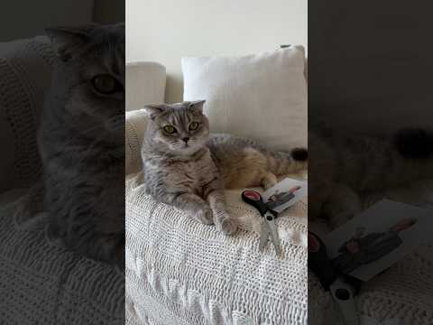 Minnie cat doesn’t like me 😅