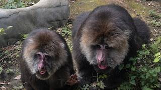 ズーラシアにチベットモンキーを見に行かナイト✨（Night）✨ Gotta Go See the Tibetan Monkeys! 