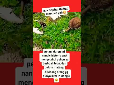 SEORANG PETANI MENANGIS HISTERIS POHON DI TEBANG ORANG YANG IRI #viral #shortsviral
