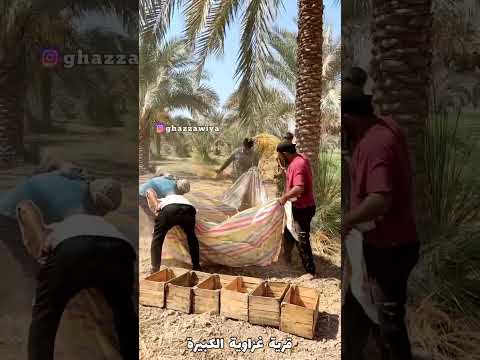 dates garden #shortvideo #uae #viralshort