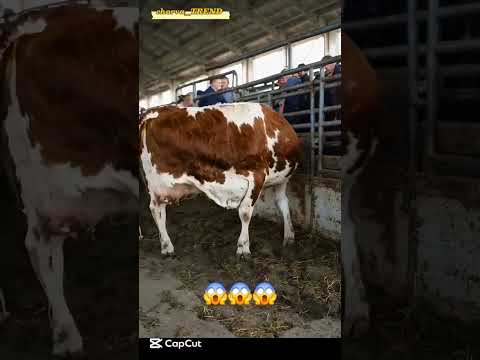 Nima bu??? 😱😱😱#simmental #limuzin #angus #aulikol #greeford #sharolle