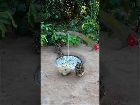 Wow , great quail trap with pot cover and hole #shorts #create #traps