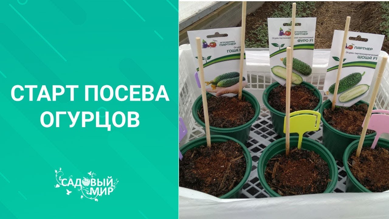 Свои огурчики к началу мая. Сеем огуречные гибриды для раннего урожая