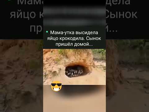 😱👍🏻✅ #хорошеенастроение #животные #юмор #подпишись #лайк #подписывайтесь #активвернись
