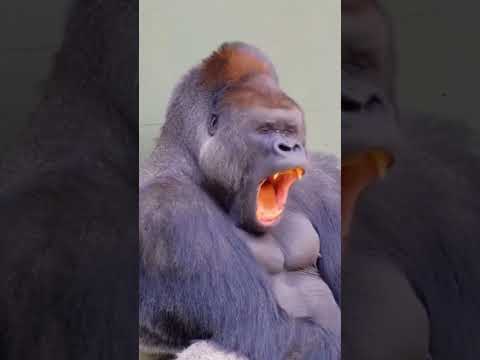 هذه التثاؤبات ليست بريئة — الحيوان الأخير يحولها إلى سلاح قاتل.😨