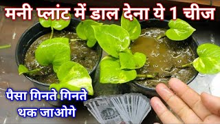 मनी प्लांट में डाल देना ये 1 चीज़ हो जाओगे करोड़पति | bastu shashtra gyan 