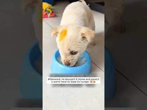 This kind man saved a helpless puppy abandoned by its mother