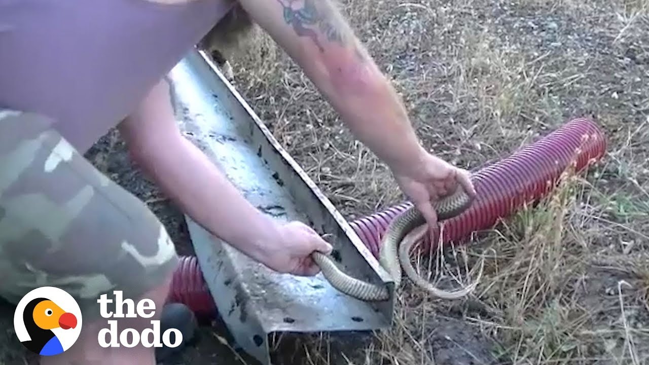 Brave Guys Rescue Poisonous Lowland Copperhead Snake