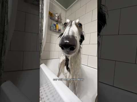 soggy noodles #dogs #wetdog #borzoi #silkenwindhound