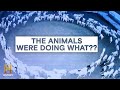 Unexplained Animal Behaviors and Discoveries