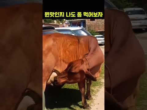 뭔맛인지 나도 좀 먹어보자│Let me try a bite to see what it tastes like!