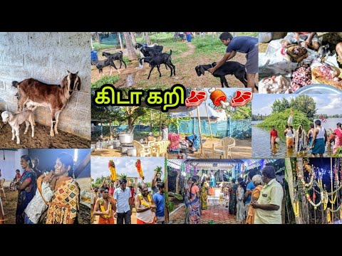 அப்படியே BROWNY🐐 மாதிரி இருக்கு🫨3 ஆண்டுகளுக்குப்பிறகு வந்த திருவிழா🧿💥#villagevlog