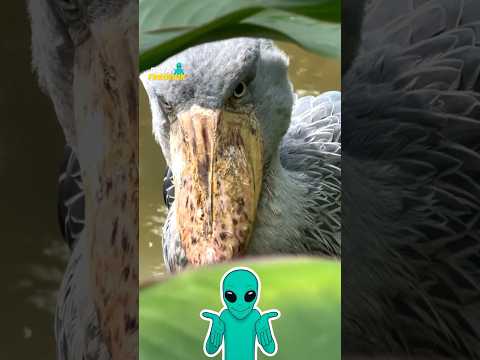 El Misterioso Picozapato De África 😱 #Curiosidades #Naturaleza #Animales