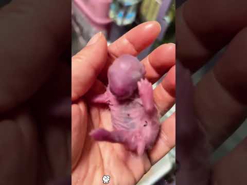 Encontré a Screaming Bean y se convirtió en lacriatura más adorable#animals #animalrescue #animal