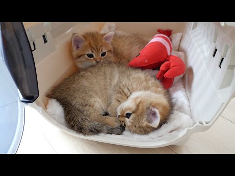 The new carrying case was cozy and became the cats' new resting place!