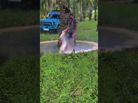 Bajak bundar kelapa sawit bikin takjub 😱 #videoshort
