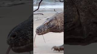 komodo big