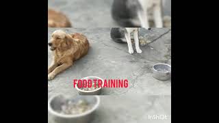 LIVE PET SHOP TRAINING VIDEO GOLDEN RETIVER 9796675504