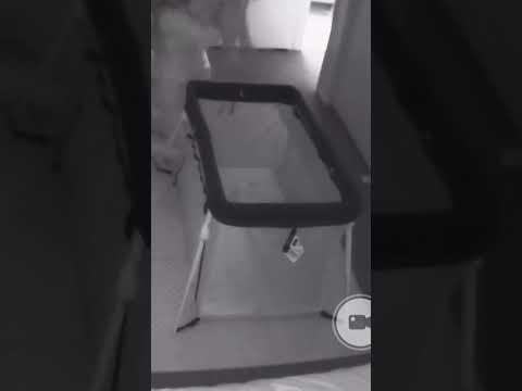 Special moment caught on camera | Deaf and Hearing Family #shorts #shortsvideo #short