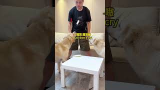 【旺仔很忙🐶wangzai is busy】狗子：主打的就是一个配合Dogs: the main event is a tie-in