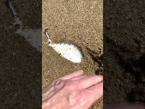 They found it on the beach! 😲