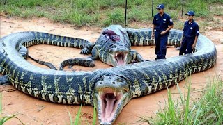 GIANT Snakes Discovered in Jungle—What They Ate SHOCKED Everyone