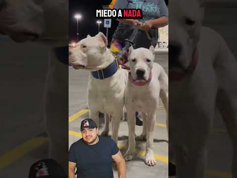 El chihuahua le gana al dogo argentino #youtubeshorts #animales #animals