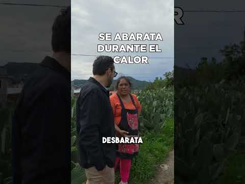 En México amamos el Nopal y en Milpa Alta es la cuna de este