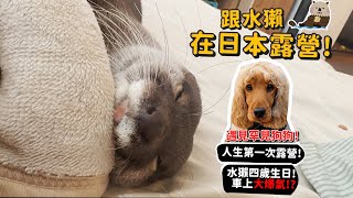 【日本動物】跟日本水獺一起露營!首次露營就在日本?麵麻4歲生日!台日烤肉差別?水獺車上爆氣?水獺日常!【寵物旅行】【從零開始養】