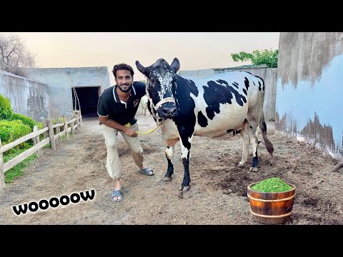 Hum Ny Cow Ly Li 😍 New Surprise Kaisa Lga?