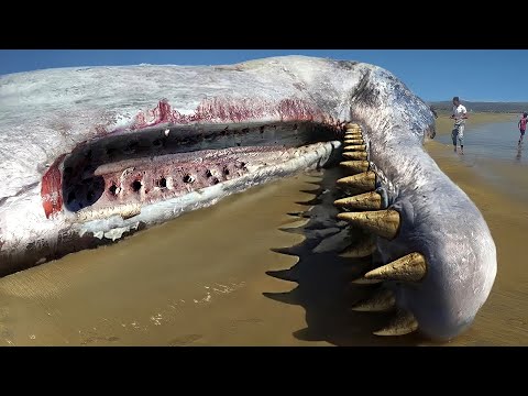 this killed the megalodon..