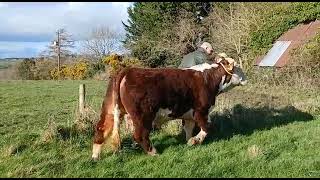 Lot 22 Knockmountagh Ranger