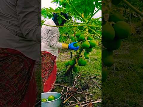 Amazing Green Papaya Harvest by Woman Farmer! 👩‍🌾🌱#shorts
