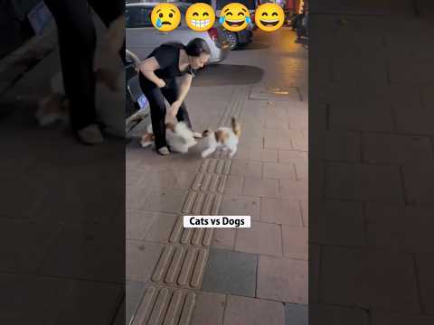 cat funny videos 🤣😅 #cat #dogs #animals #funny #pets #pet #animalshorts #animalsfunny #shorts #trend
