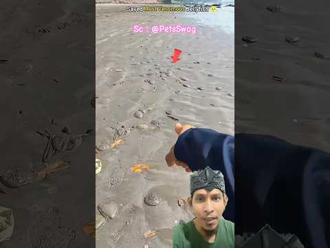 UBUR UBUR TERDAMPAR | @PetsSwag #beach #fishing #seafood #ocean #trending