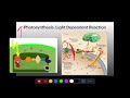 Exploring Photosynthesis and Cellular Respiration Processes